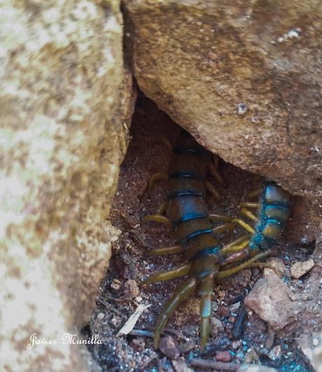 ESCOLOPENDRA (Scolopendra cinqulata)