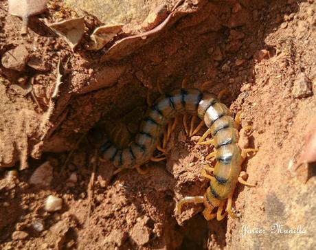 ESCOLOPENDRA (Scolopendra cinqulata)
