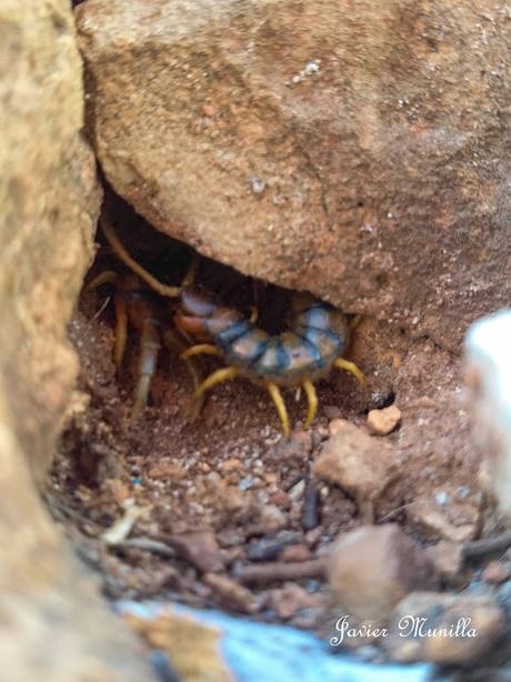 ESCOLOPENDRA (Scolopendra cinqulata)