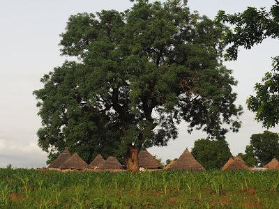 Día 5: Bocadillo de sardinas bajo un baobab y 45 kms infernales (1/8/18) #FamilySenegal18