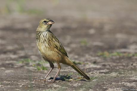 Laguna de Monte (marzo 2018)