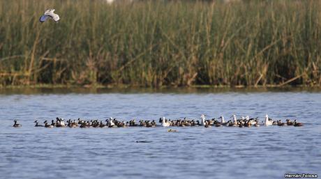 Laguna de Monte (marzo 2018)