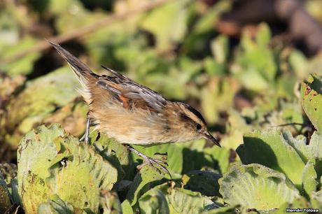 Laguna de Monte (marzo 2018)