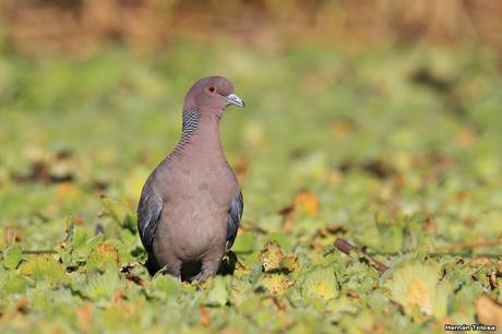 Laguna de Monte (marzo 2018)