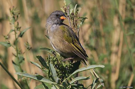 Laguna de Monte (marzo 2018)