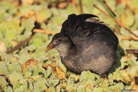 Laguna de Monte (marzo 2018)
