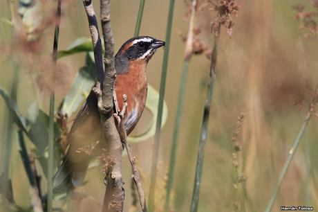 Laguna de Monte (marzo 2018)