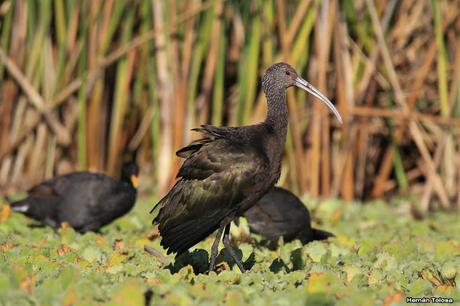 Laguna de Monte (marzo 2018)