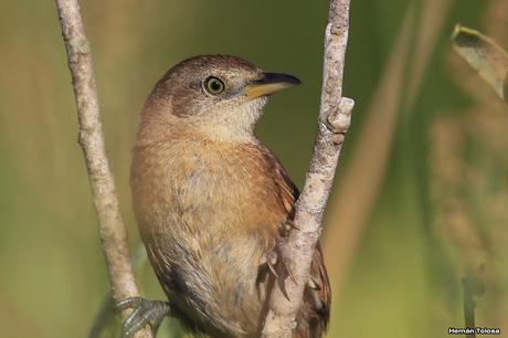Laguna de Monte (marzo 2018)