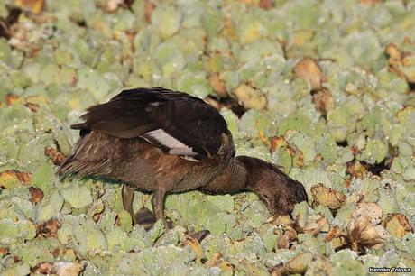 Laguna de Monte (marzo 2018)