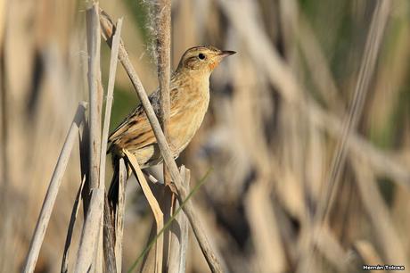 Espartillero pampeano (Asthenes hudsoni)