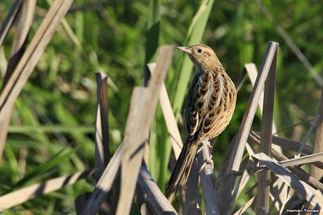 Espartillero pampeano (Asthenes hudsoni)