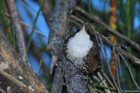 Picolezna de Los Alerces