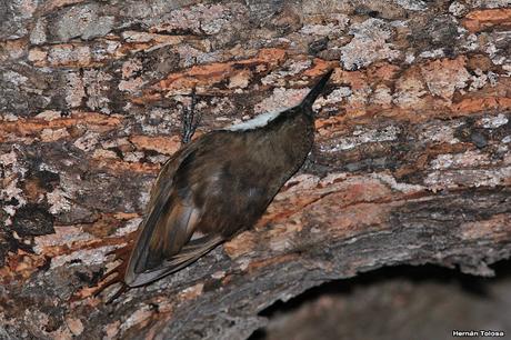 Picolezna de Los Alerces