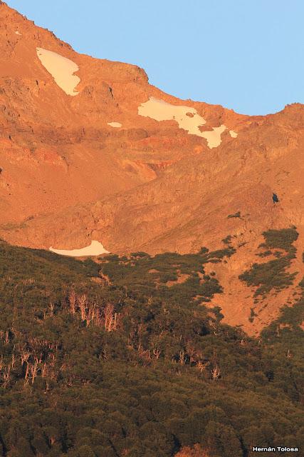 Picolezna de Los Alerces