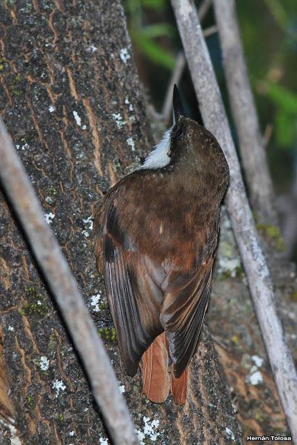 Picolezna de Los Alerces