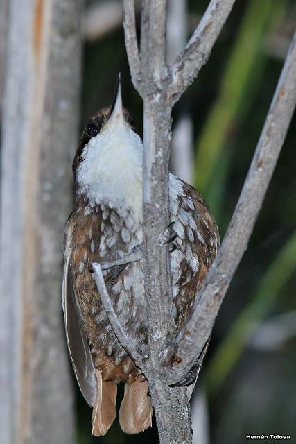 Picolezna de Los Alerces