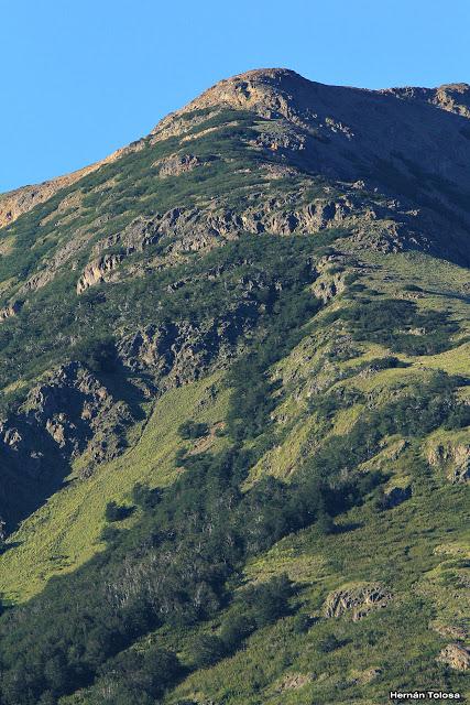 Picolezna de Los Alerces