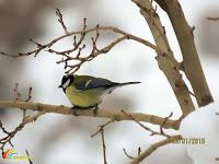 ▷ Las AVES EXOTICAS  🐦 Mas Hermosas del mundo 【Pajaros Exoticos】