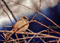 ▷ Las AVES EXOTICAS  🐦 Mas Hermosas del mundo 【Pajaros Exoticos】