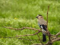 ▷ Las AVES EXOTICAS  🐦 Mas Hermosas del mundo 【Pajaros Exoticos】