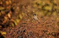 ▷ Las AVES EXOTICAS  🐦 Mas Hermosas del mundo 【Pajaros Exoticos】