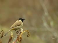 ▷ Las AVES EXOTICAS  🐦 Mas Hermosas del mundo 【Pajaros Exoticos】