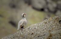 ▷ Las AVES EXOTICAS  🐦 Mas Hermosas del mundo 【Pajaros Exoticos】