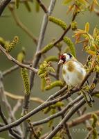 ▷ Las AVES EXOTICAS  🐦 Mas Hermosas del mundo 【Pajaros Exoticos】