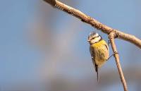 ▷ Las AVES EXOTICAS  🐦 Mas Hermosas del mundo 【Pajaros Exoticos】