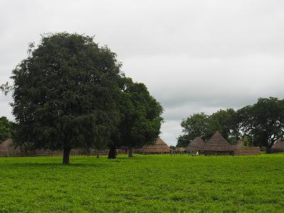 Día 6: Dande, el poblado sobre terciopelo verde (2/8/18) #FamilySenegal18 Día 6: Dande, el poblado sobre terciopelo verde (2/8/18) #FamilySenegal18
