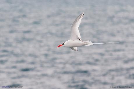 Rabijunco etéreo en vuelo