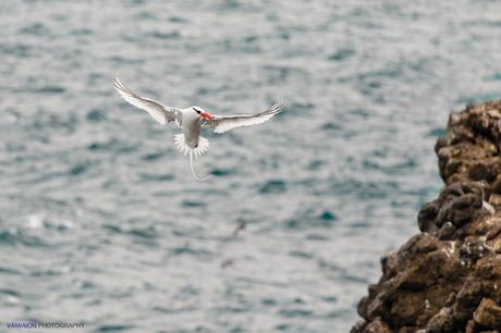 El rabijunco etéreo en su entorno