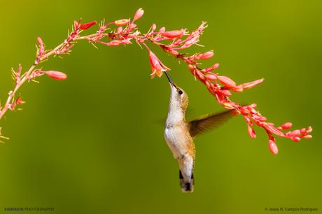 Una sorpresa nada más llegar. Colibríes, y en condiciones fotogénicas ... Una sorpresa nada más llegar. Colibríes, y en condiciones fotogénicas ...