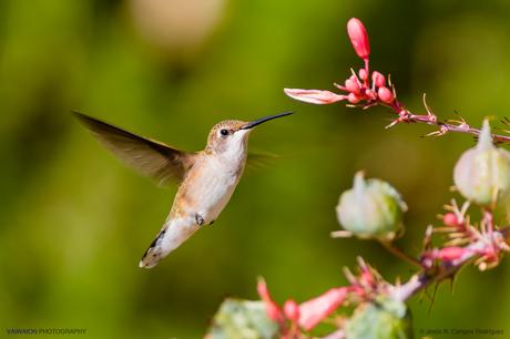 Estados Unidos. Donde la Naturaleza es Grande. Parte I