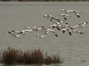 Avocetas