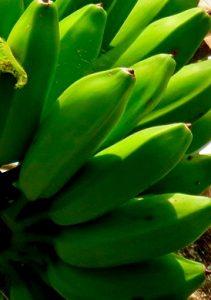 Topocho Una Fruta Exotica Cultivada En Los Llanos Venezolanos