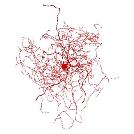 Qué son los escaramujos, las nuevas neuronas que tienen fascinados a los científicos.