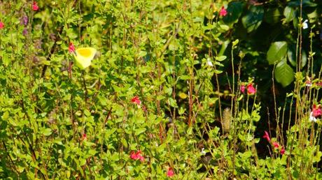 Mariposas (I)