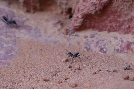 El Desierto de Wadi Rum