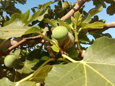 MELOJA MALAGUEÑA DE HIGOS Y FRUTOS SECOS