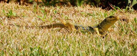 Mariposas (II) Mariposas (II)