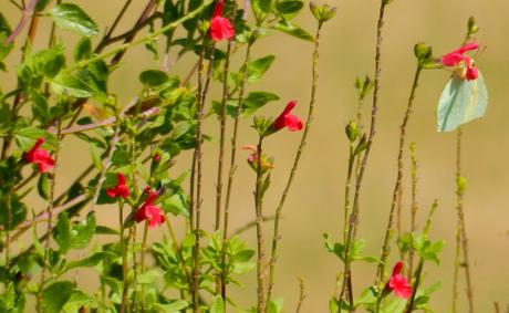 Mariposas (II) Mariposas (II)