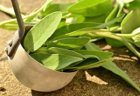 Plantas para disminuir los triglicéridos Plantas para disminuir los triglicéridos