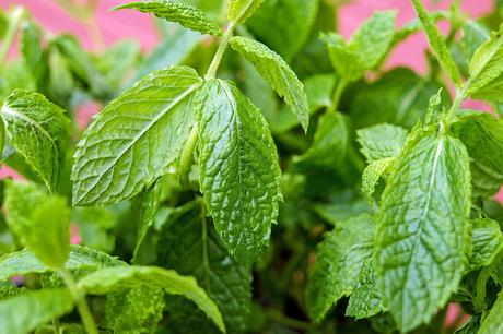 Plantas para disminuir los triglicéridos Plantas para disminuir los triglicéridos