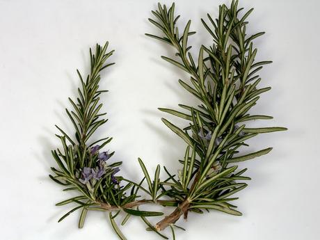Plantas para disminuir los triglicéridos Plantas para disminuir los triglicéridos