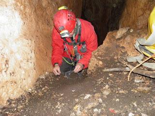 Dos nuevas especies descubiertas en cuevas de Jaén Dos nuevas especies descubiertas en cuevas de Jaén