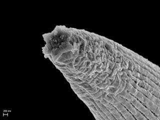 Dos nuevas especies descubiertas en cuevas de Jaén