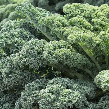 Trucos para cultivar Kale (Col Rizada)