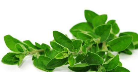Oregano